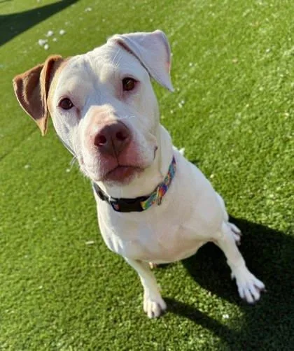A young medium-sized female Pit Bull Terrier dog named Asia for adoption in Chesapeake, VA