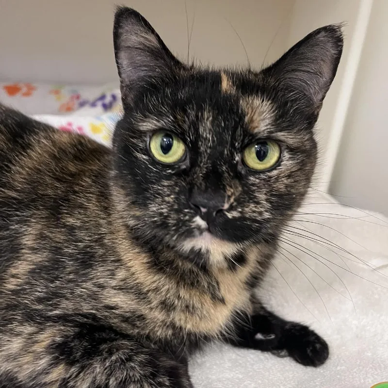 An adult medium-sized female Tortoiseshell Domestic Short Hair cat named Tallulah for adoption in Ashland, MA