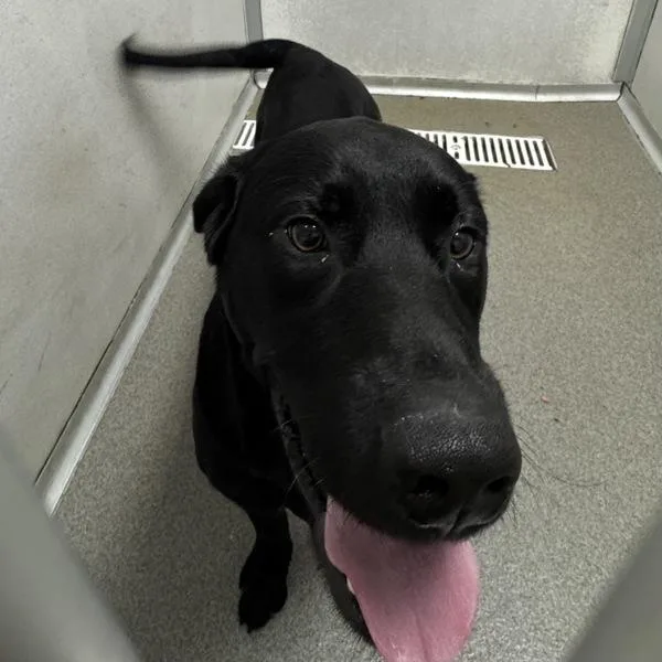 A young medium-sized male Labrador Retriever dog named Shadow for adoption in Des Moines, IA
