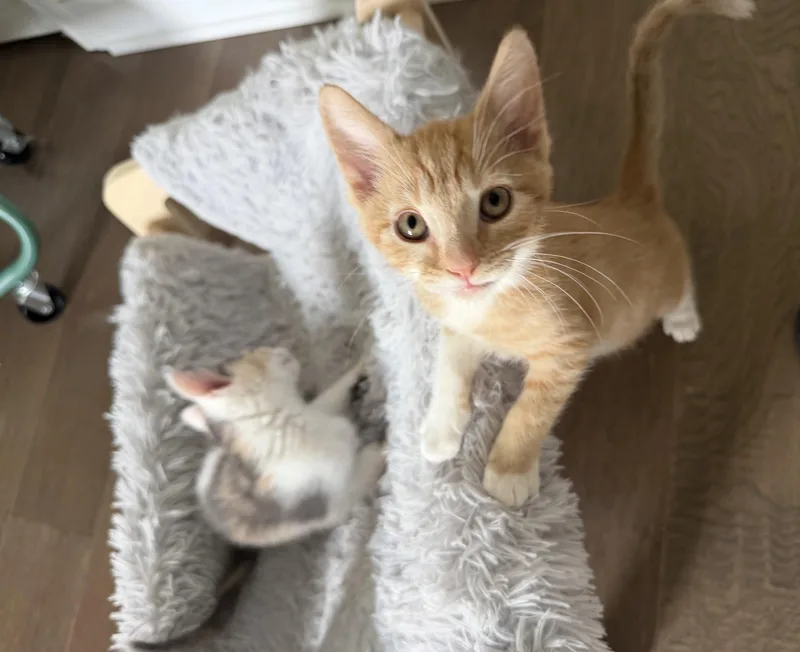 A baby medium-sized male Orange & White Domestic Short Hair cat named Bugatti for adoption in Seymour, TN