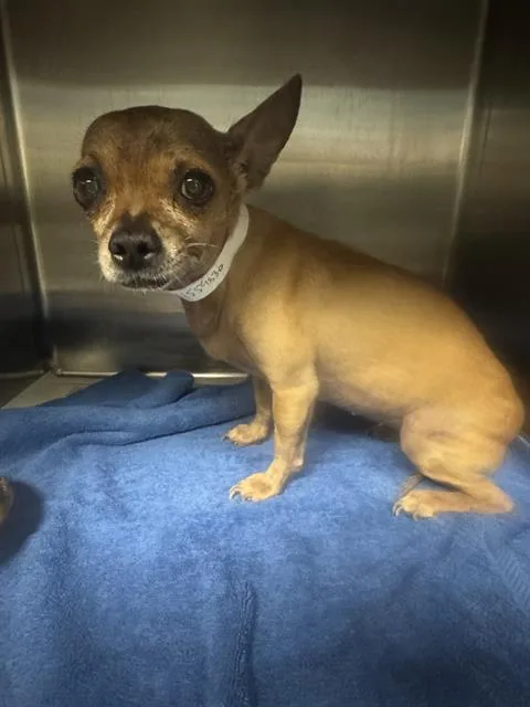A senior small-sized female Chihuahua dog named Zoey for adoption in Riverside, CA