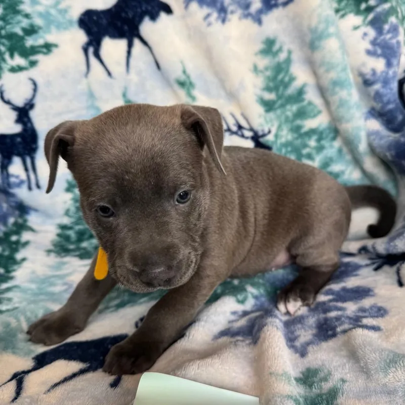 A baby medium-sized female Gray / Blue / Silver American Staffordshire Terrier dog named Nala for adoption in Fredericksburg, TX