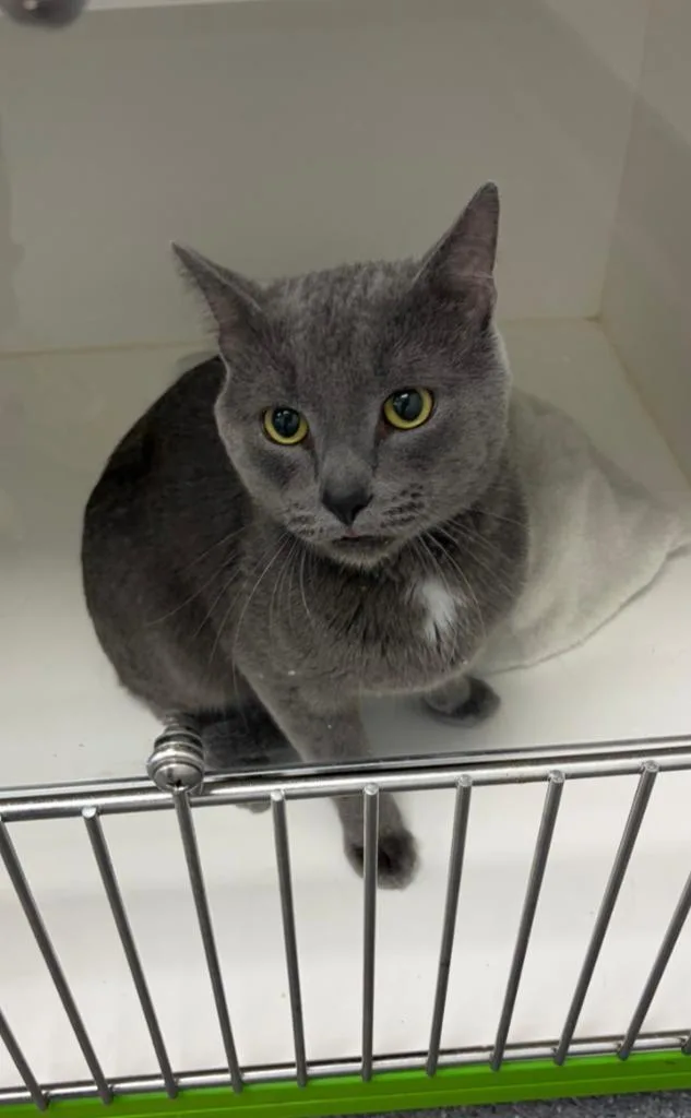An adult large-sized male American Shorthair cat named Pongo for adoption in Greenfield, IN