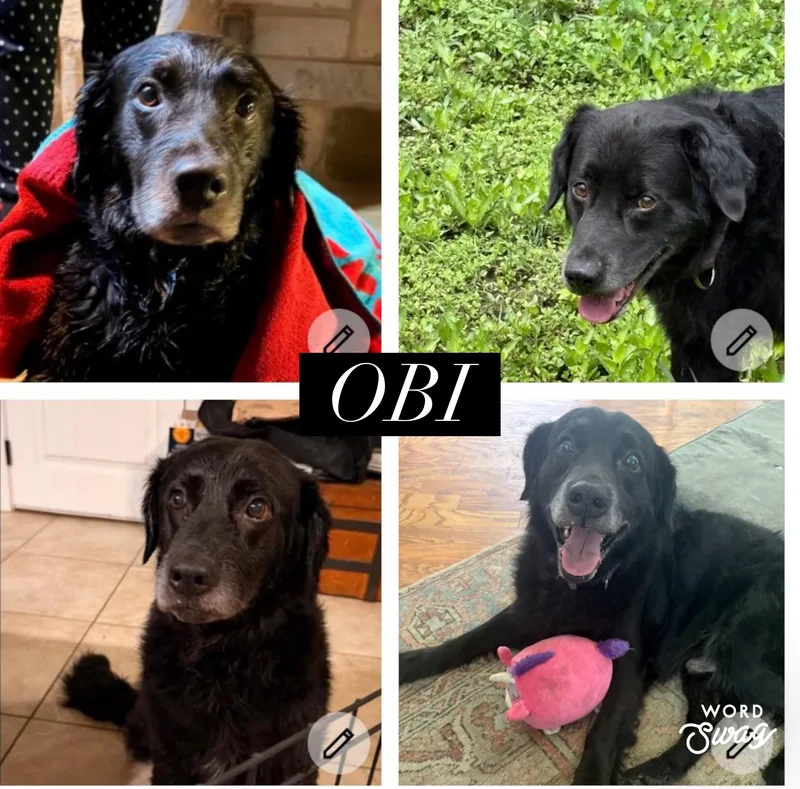 An adult medium-sized male Black Labrador Retriever dog named Obi for adoption in canyon lake, TX