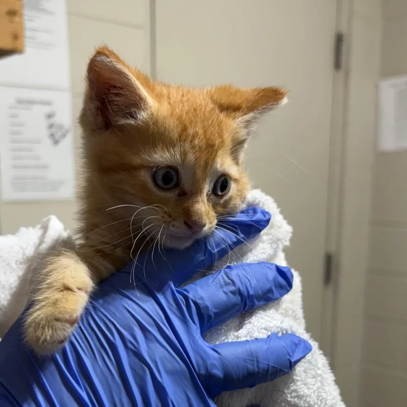 A baby small-sized male Orange / Red Domestic Short Hair cat named Miso   red for adoption in Milton, FL