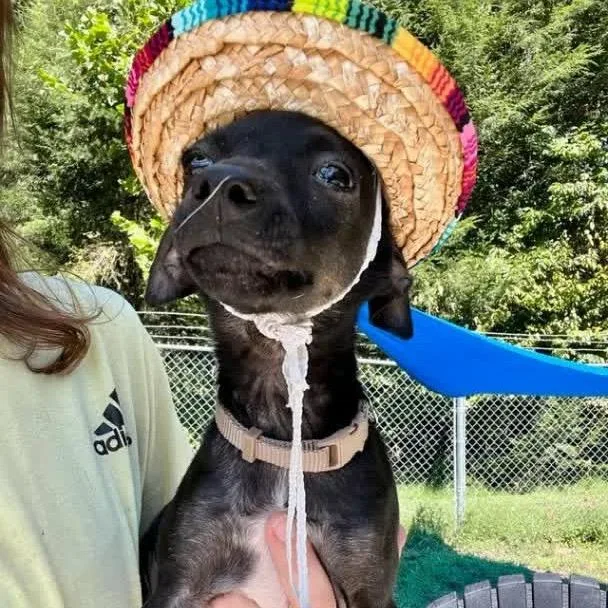 A baby small-sized male Black Miniature Pinscher dog named Big John for adoption in Falls Church, VA