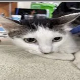 An adult medium-sized female Buff / Tan / Fawn Domestic Short Hair cat named Ashley for adoption in Seminole, FL