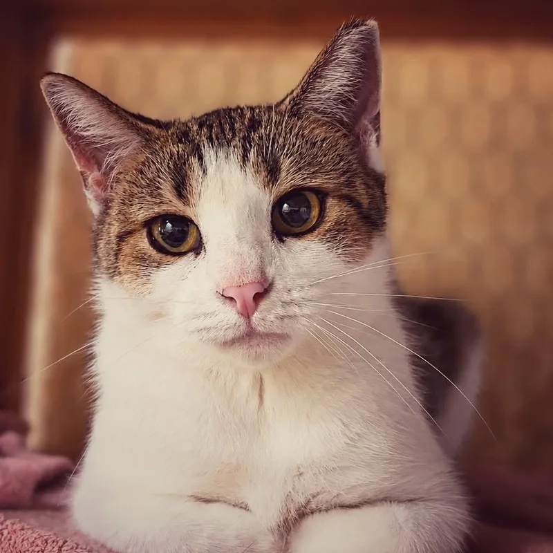 An adult small-sized female Tabby (Brown / Chocolate) Domestic Short Hair cat named Florence for adoption in Smicksburg, pa 16256, PA
