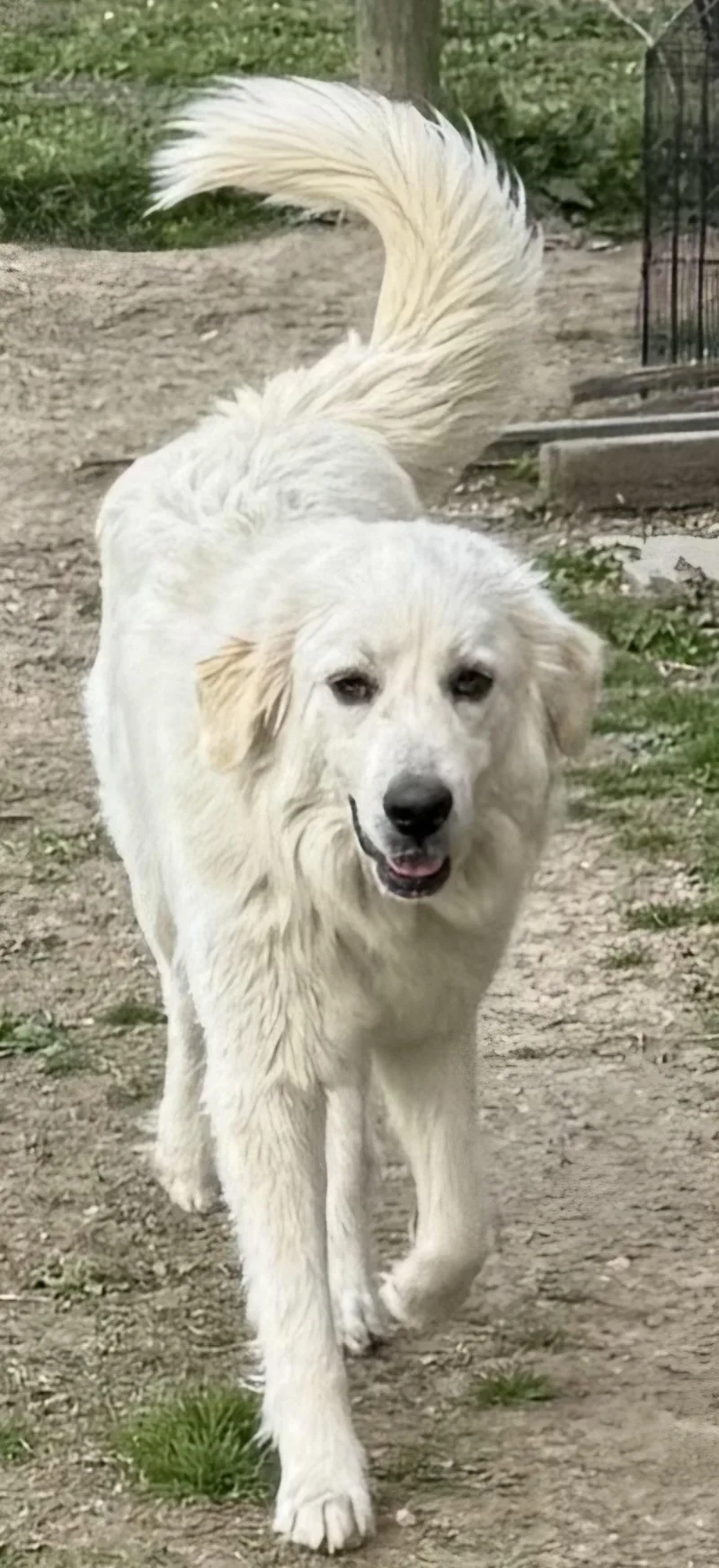 An adult large-sized female Great Pyrenees dog named Marlee for adoption in Franklin, TN