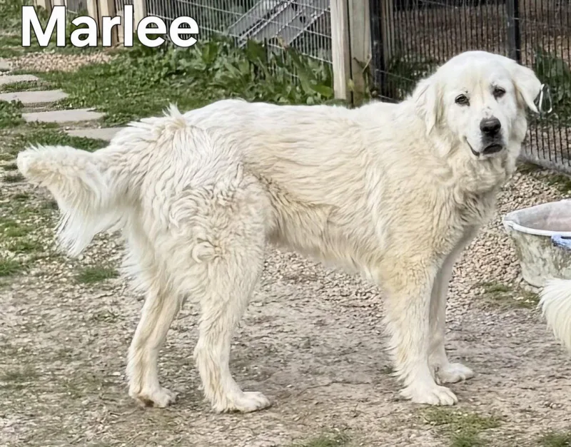 Marlee thumbnail 2