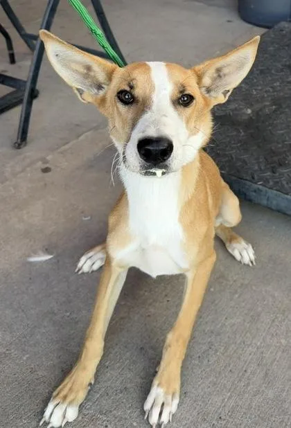 A baby medium-sized female Yellow / Tan / Blond / Fawn Shepherd dog named Flora for adoption in El Paso, TX