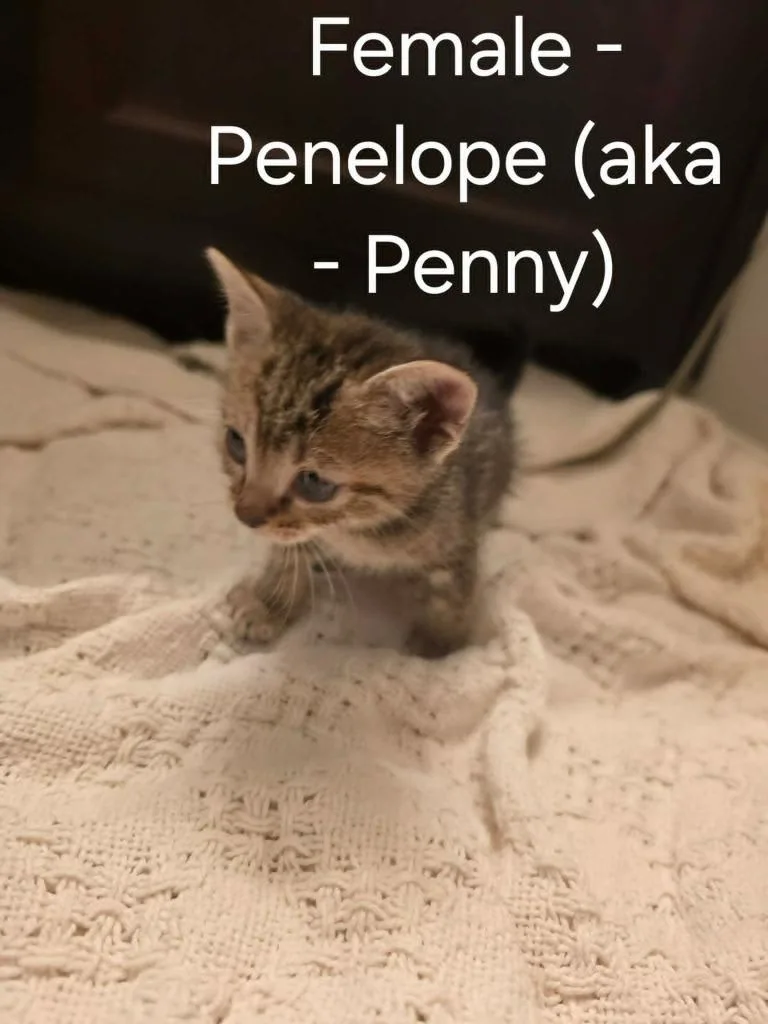 A baby medium-sized female Domestic Short Hair cat named Penelope for adoption in Hoover , AL