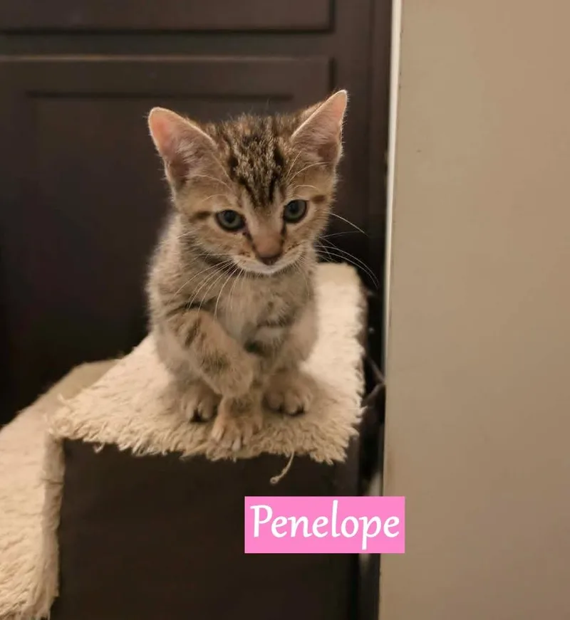 Penelope thumbnail 2