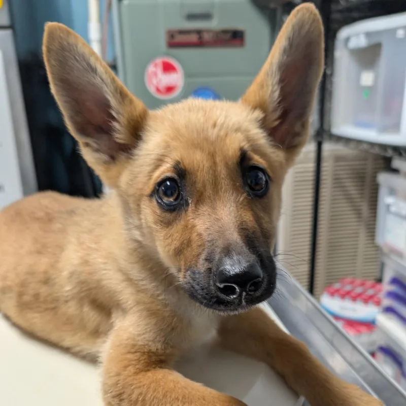 A baby large-sized male Shepherd dog named Chip for adoption in Jefferson city, TN