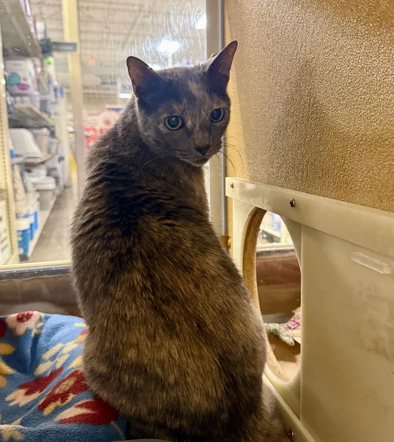 Chef Josh thumbnail 2