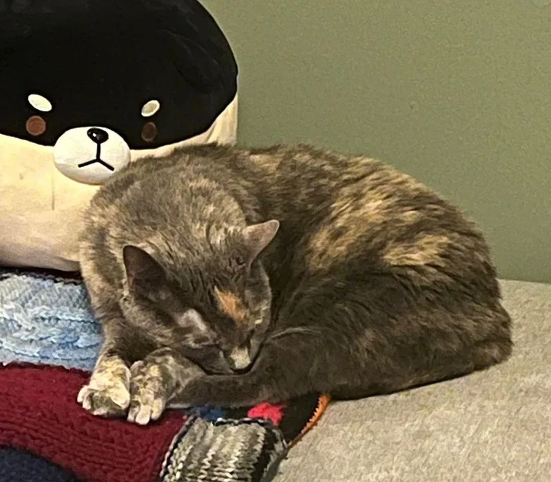 Chef Josh thumbnail 3