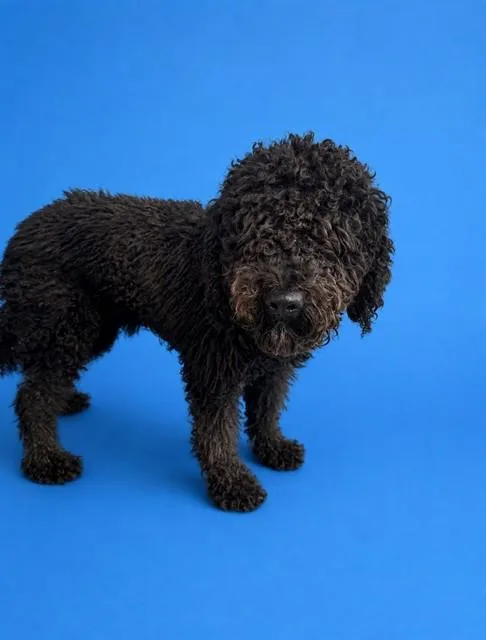 A young medium-sized male Poodle dog named Raven for adoption in Miami, FL