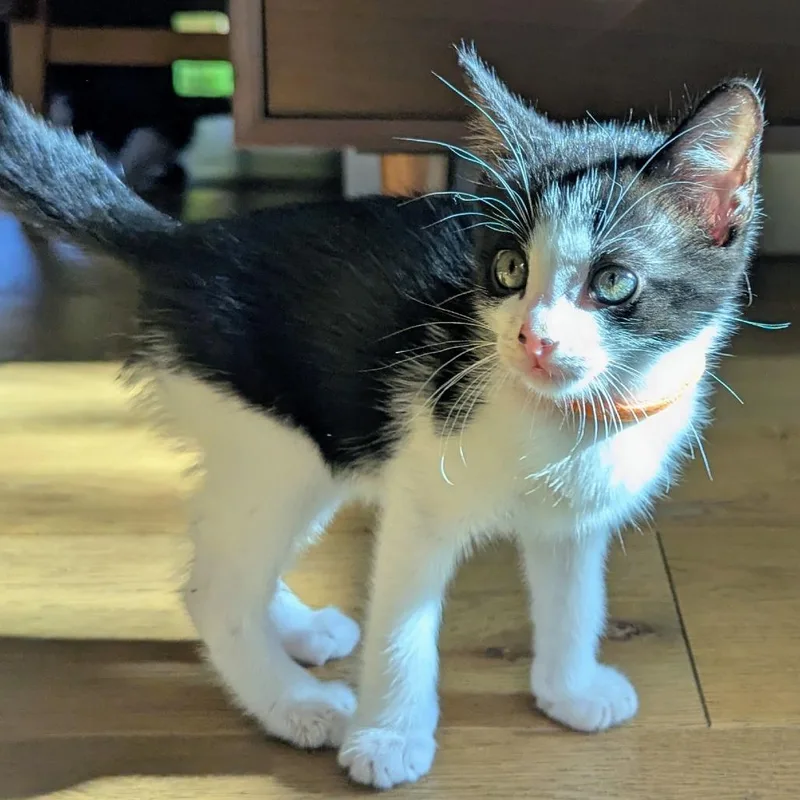 A baby small-sized male Black Domestic Short Hair cat named Sal for adoption in Houston, TX