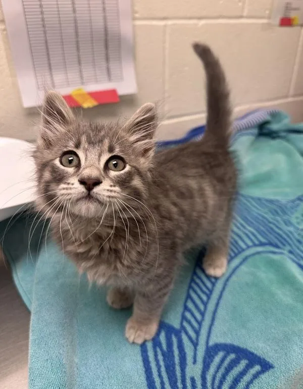 A baby small-sized male Domestic Medium Hair cat named Hamish for adoption in Santa Rosa, CA