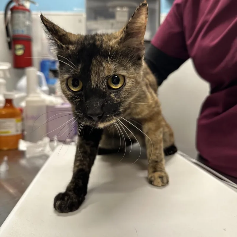 An adult medium-sized female Brown / Chocolate Domestic Short Hair cat named Garlic Bread Sticks for adoption in Morganton, NC