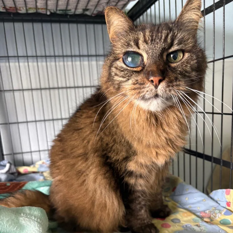 An adult large-sized female Domestic Long Hair cat named Gidget for adoption in Crookston, MN
