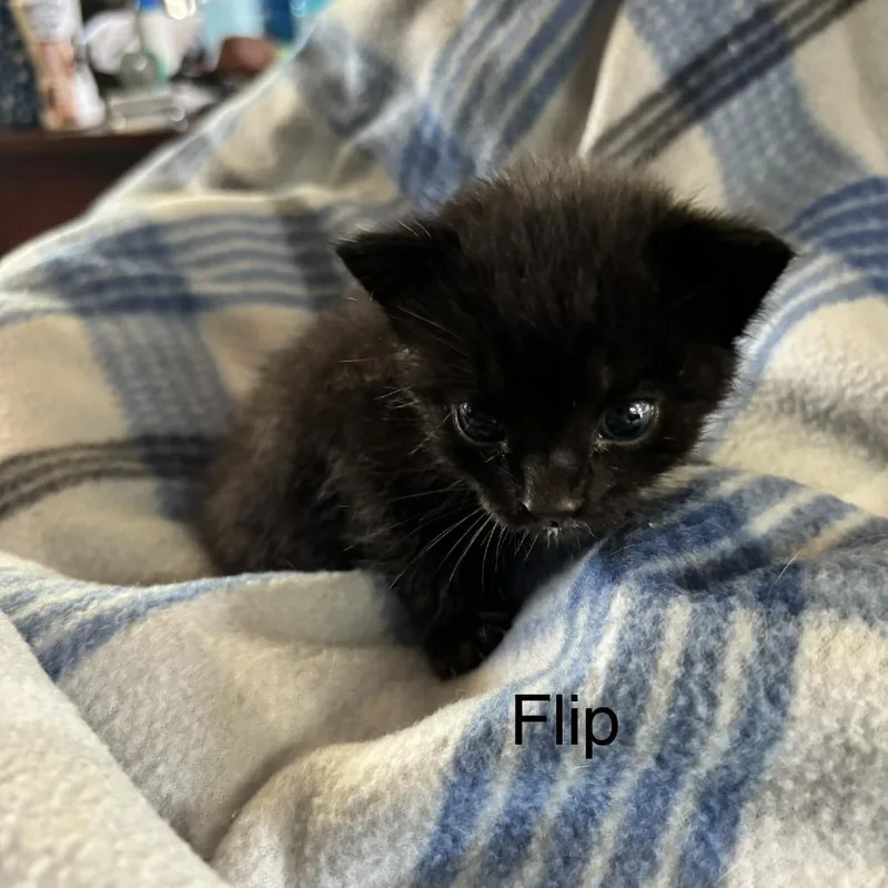 Flip C thumbnail 3