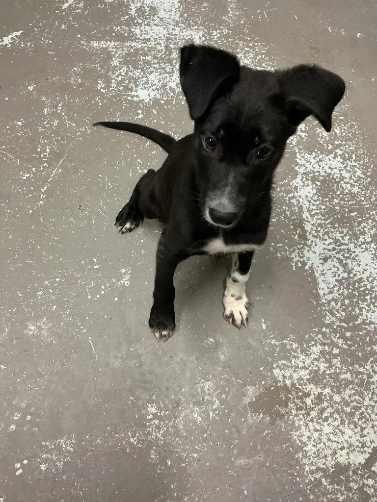 A baby medium-sized male Border Collie dog named Rooney for adoption in Dyersburg, TN
