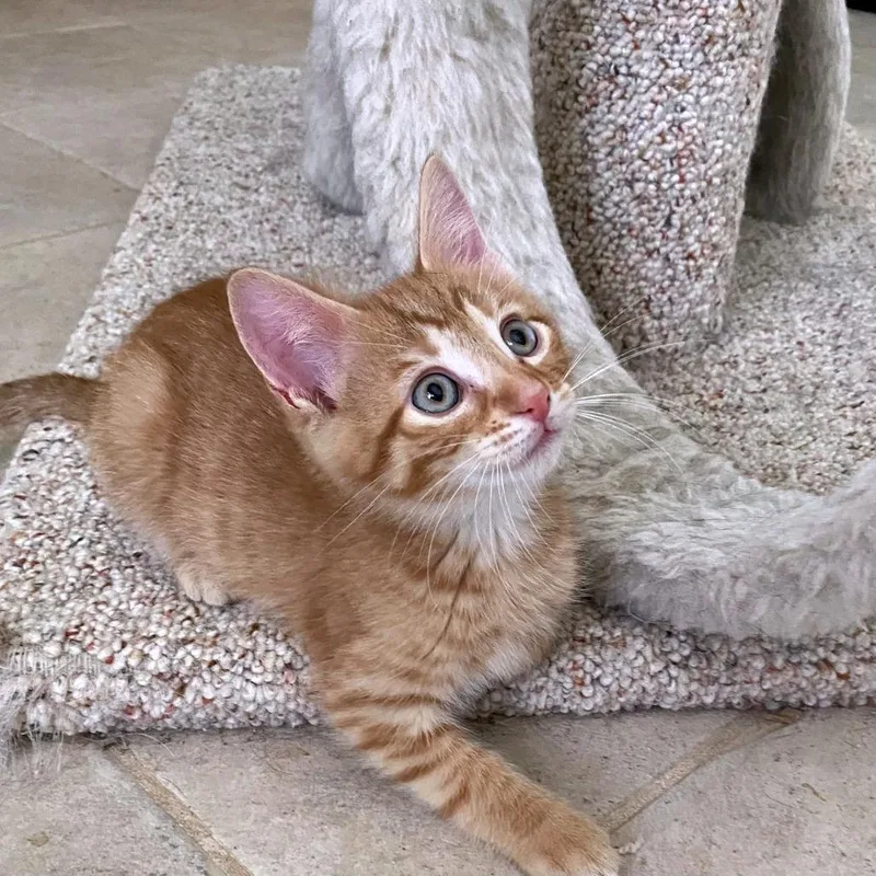 A baby small-sized male Orange / Red Domestic Short Hair cat named Bentley for adoption in Green Bay, WI