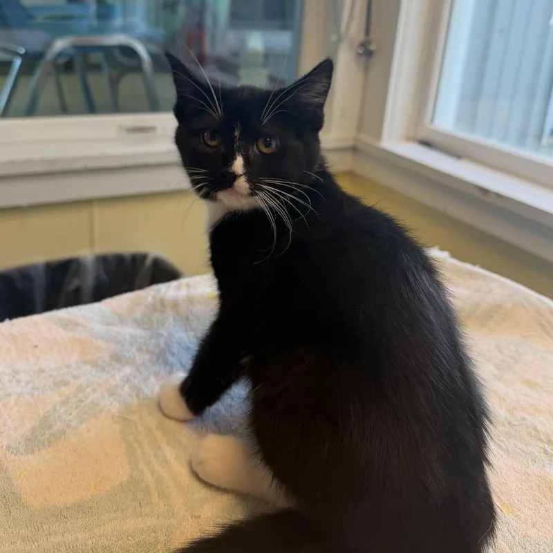 A baby small-sized female Black Domestic Short Hair cat named Harriet Winslow for adoption in East Smithfield , PA