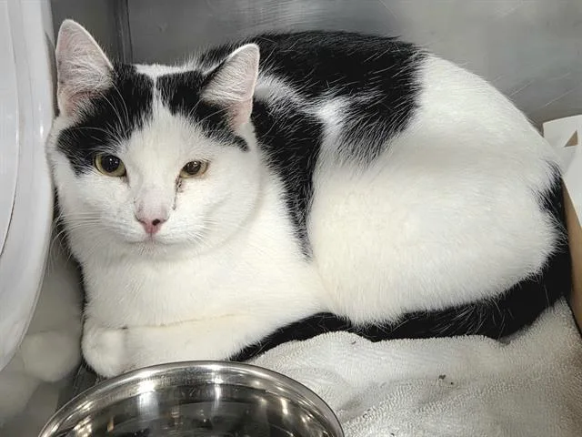 A young large-sized female Domestic Short Hair cat named Dusty for adoption in Panama City, FL
