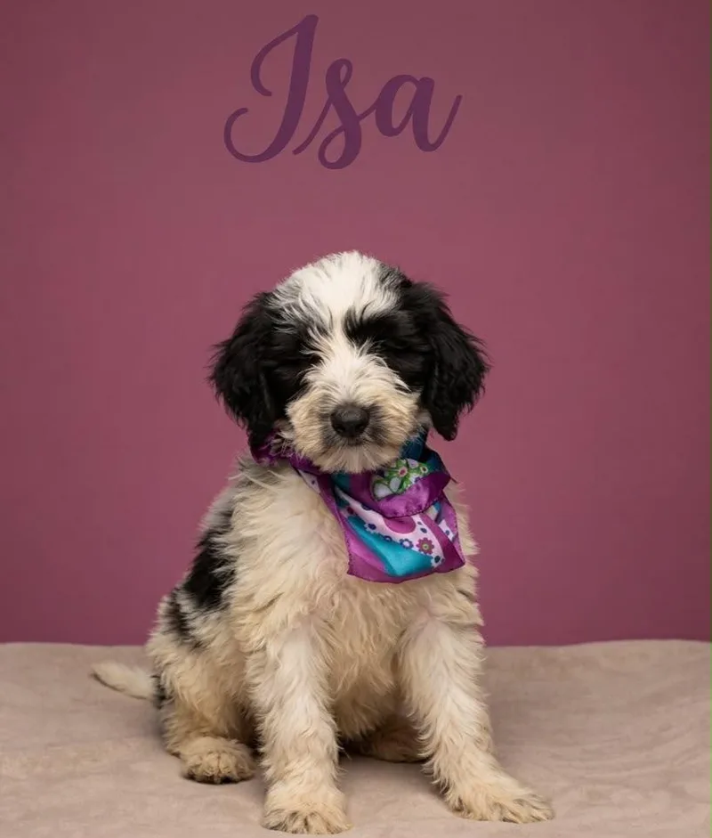A young large-sized female Sheepadoodle dog named Isa for adoption in Chula Vista, CA