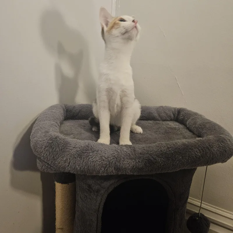 A young medium-sized female Calico Domestic Short Hair cat named Maisie for adoption in Butler, PA
