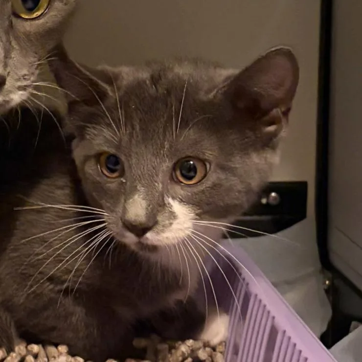 A baby medium-sized male Gray & White Domestic Short Hair cat named Buster for adoption in Cleveland Heights, OH
