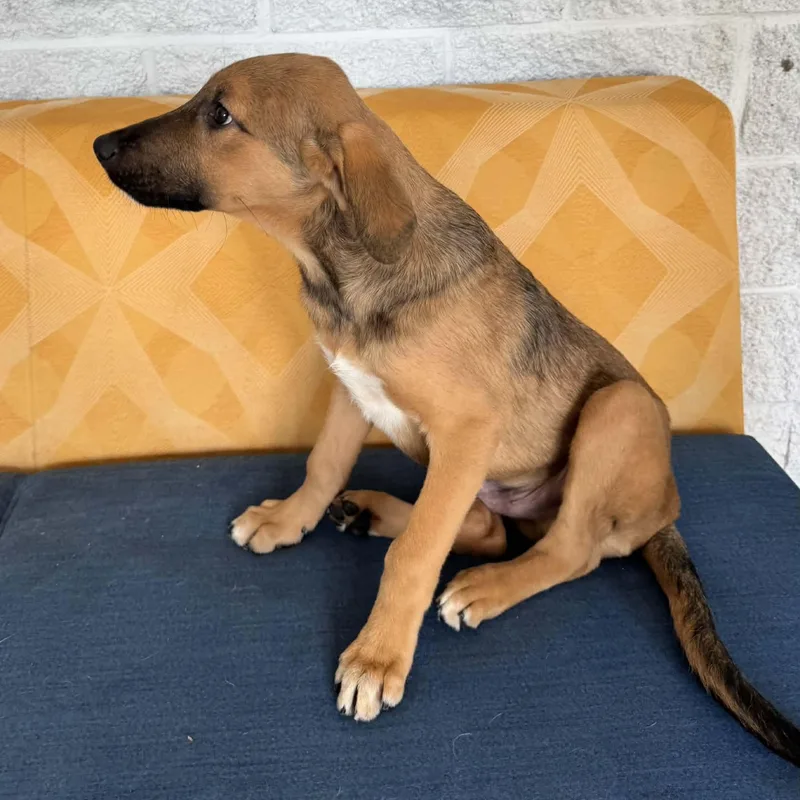 A baby medium-sized male Shepherd dog named Poof for adoption in Danbury, CT