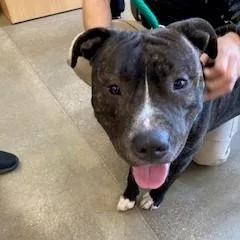 An adult large-sized male Pit Bull Terrier dog named YORKStray for adoption in York, PA