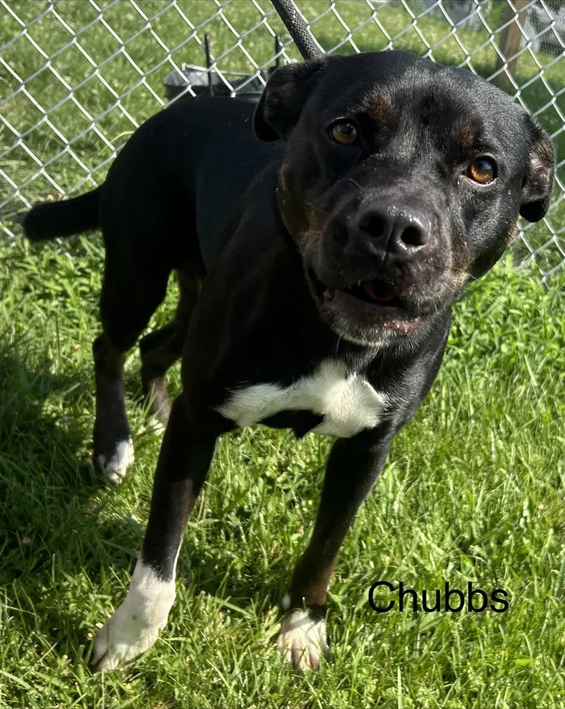 Chubbs