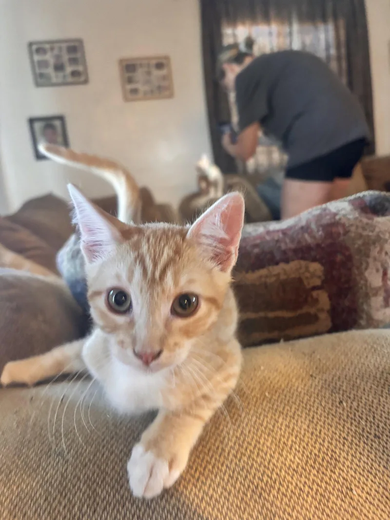 A baby medium-sized male Tabby cat named Ross for adoption in Napa, CA