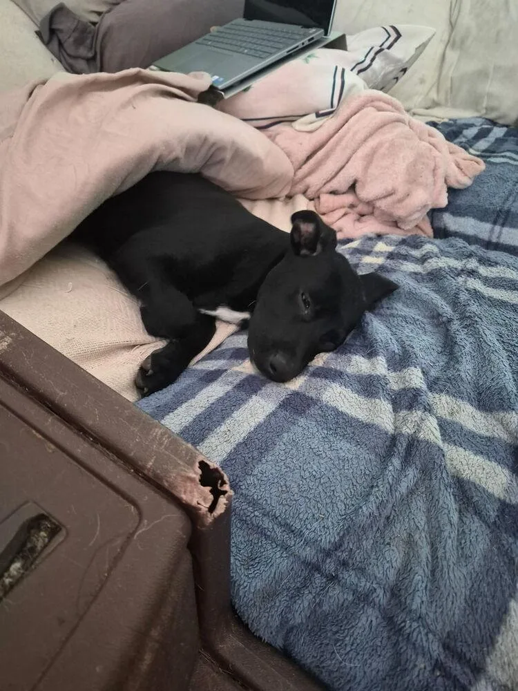A baby medium-sized female Terrier dog named Salty for adoption in Candler, NC