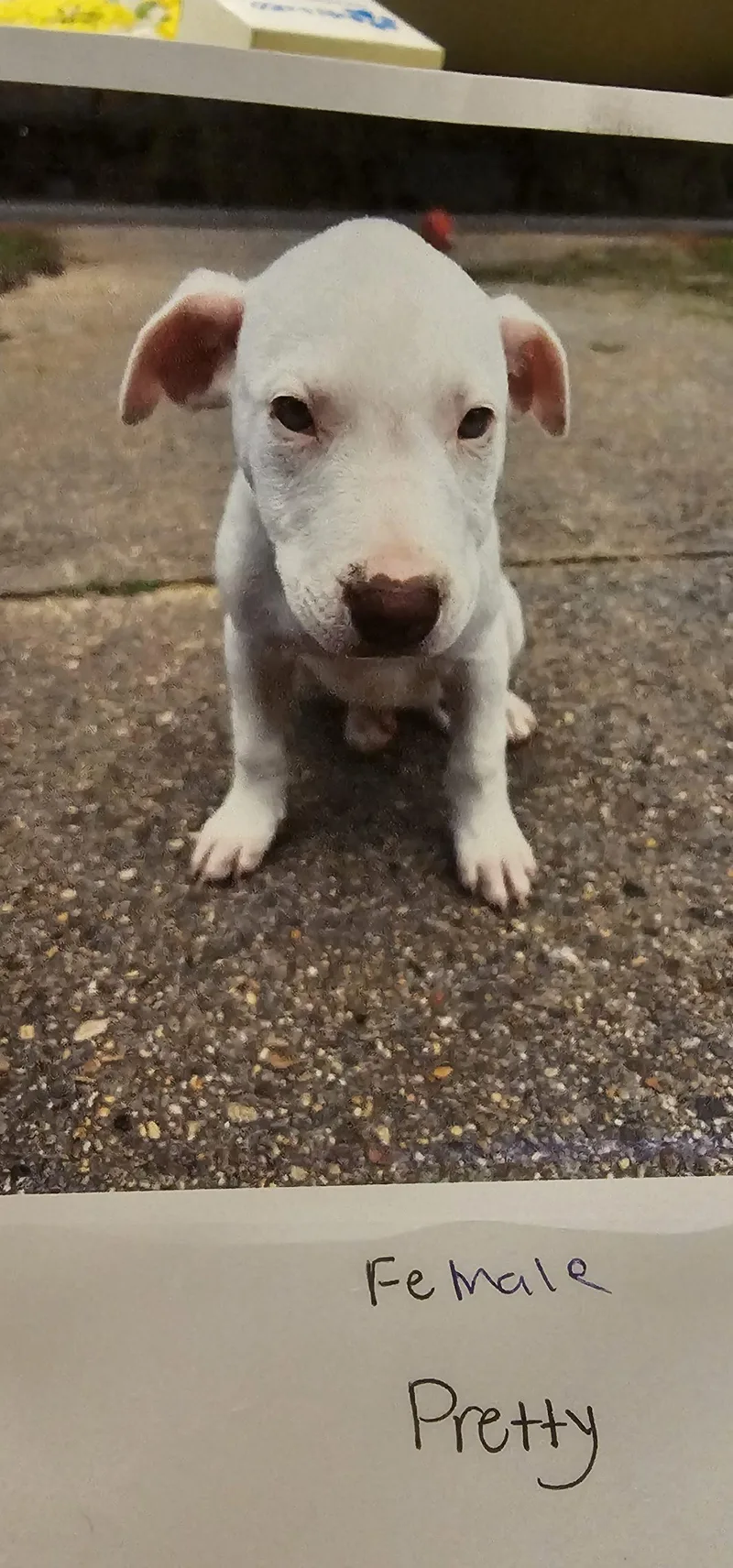 A baby small-sized female Yellow / Tan / Blond / Fawn Pit Bull Terrier dog named Pretty Bigfoot for adoption in Biloxi, MS