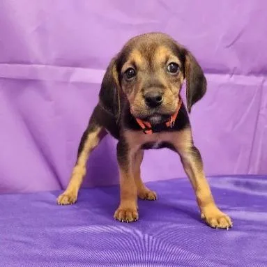 A baby small-sized male Black Hound dog named Ragnar for adoption in North Myrtle Beach, SC