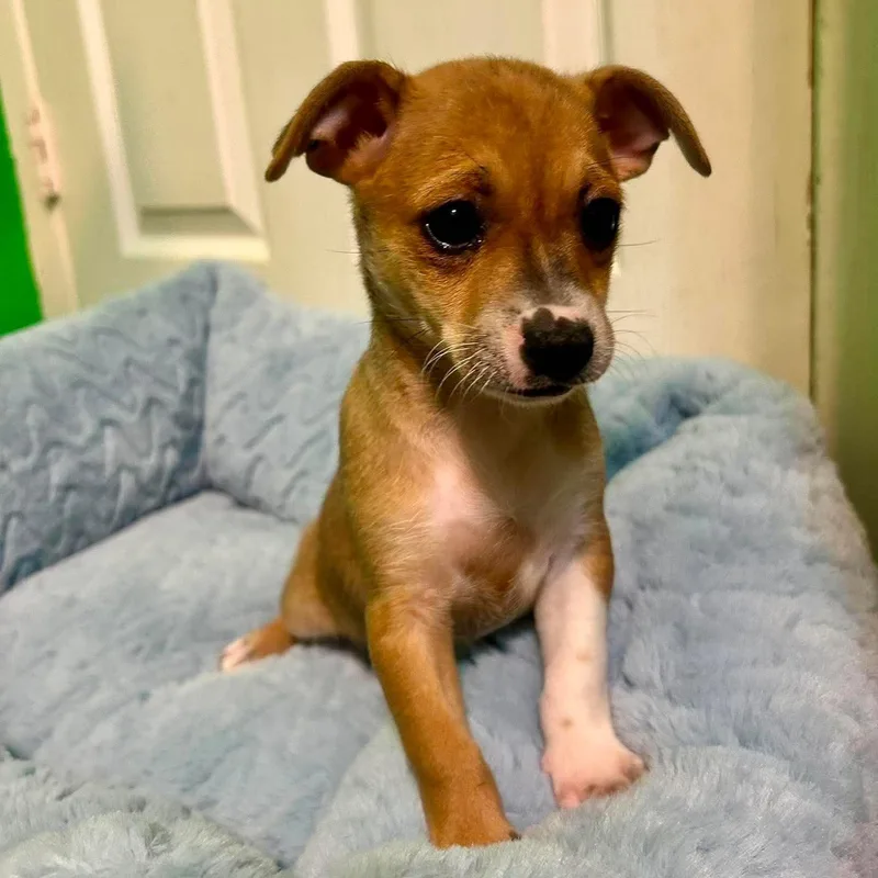 A baby small-sized female Yellow / Tan / Blond / Fawn Chihuahua dog named Jasmine for adoption in Fort Worth, TX