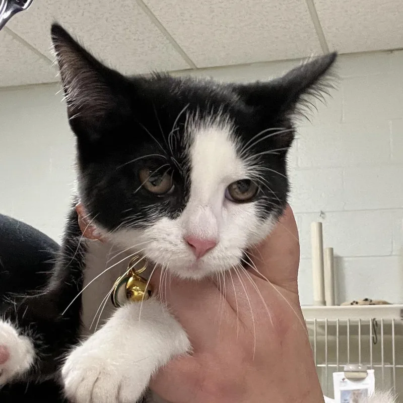 A baby small-sized female Black Domestic Short Hair cat named Nitty GrittyC for adoption in East Saint Louis, IL
