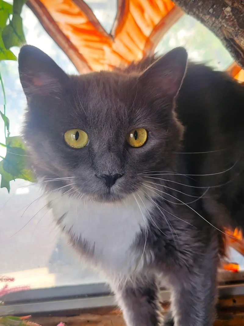 A young medium-sized female Gray / Blue / Silver Domestic Medium Hair cat named Teka for adoption in Washoe Valley, NV