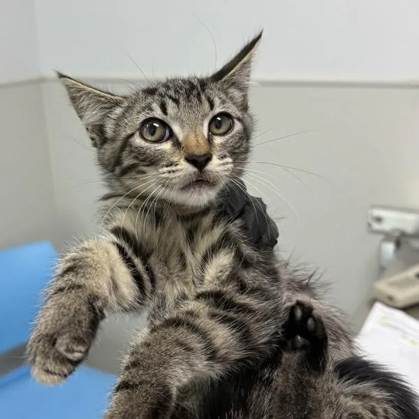 A baby small-sized female Domestic Short Hair cat named Fig for adoption in San Diego, CA