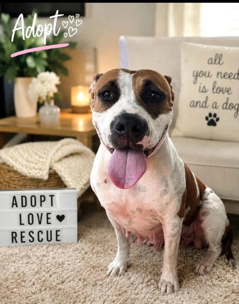 A young large-sized female Mixed Breed dog named Freya SS in MS for adoption in Warwick, RI