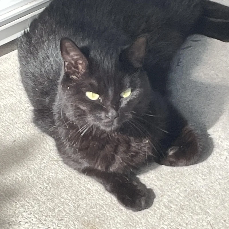 An adult medium-sized female Black Domestic Short Hair cat named Winnie for adoption in Beaufort, SC