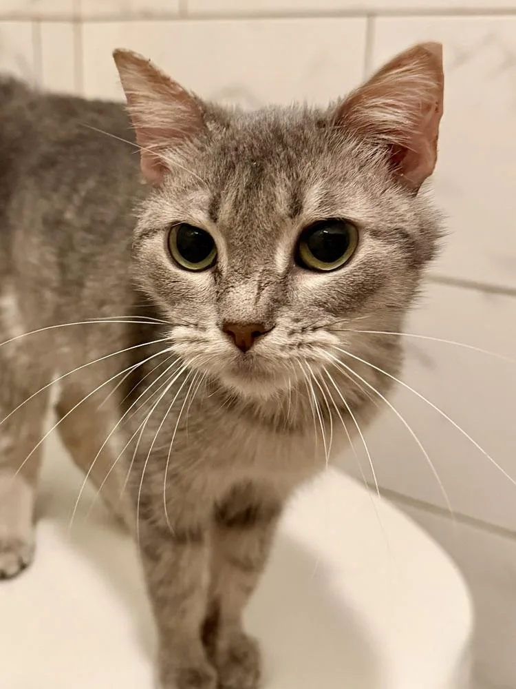 A baby medium-sized female Gray / Blue / Silver Domestic Short Hair cat named Lil Bit for adoption in Chicago, IL