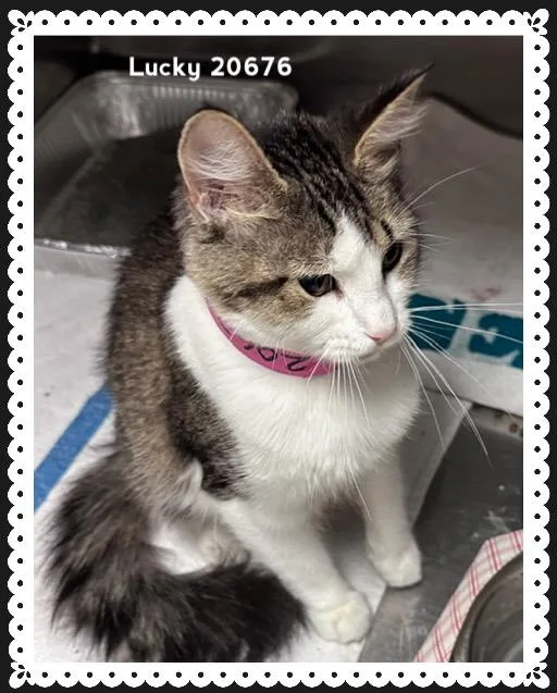 A young medium-sized female Tabby (Brown / Chocolate) Domestic Medium Hair cat named Lucky for adoption in Marietta, GA
