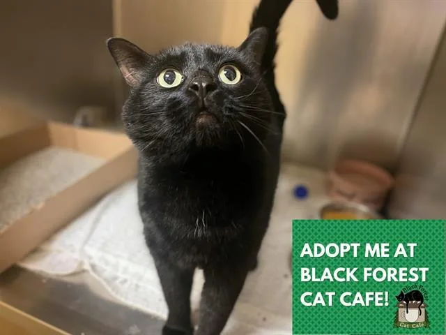 An adult medium-sized male Domestic Short Hair cat named Binx for adoption in Fort Wayne, IN