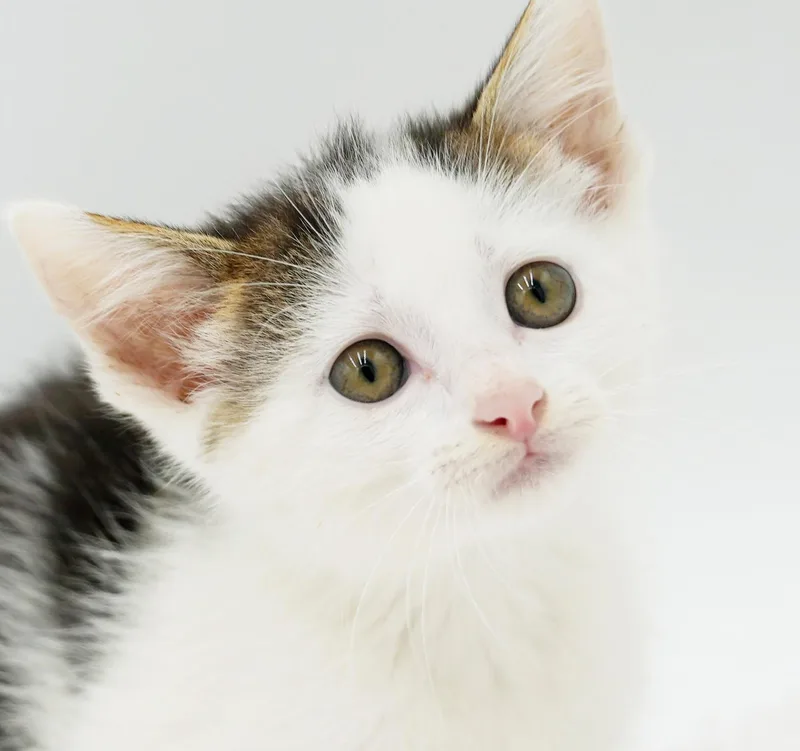 Paisley is so pretty thumbnail 2